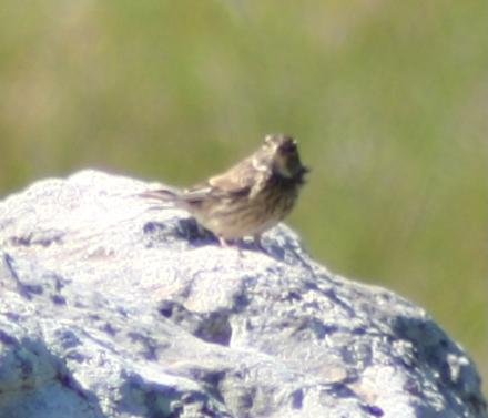 Alcune foto inequivocabili ... altre meno!