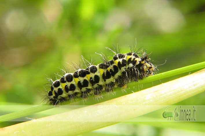 Zygaena lonicerae