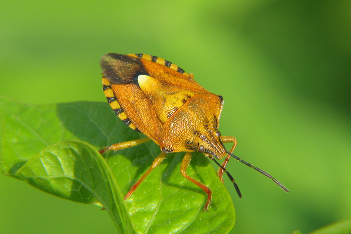 Carpocoris sp.