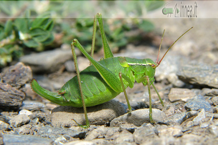 Barbitistes alpinus