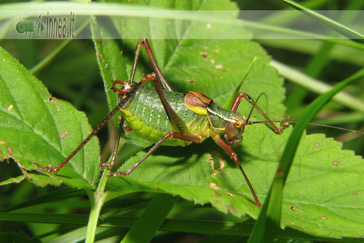 Barbitistes alpinus