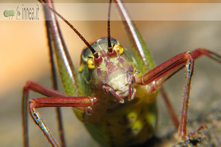 Barbitistes alpinus