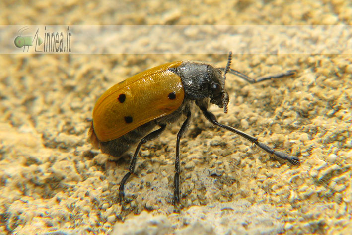 Lachnaia italica