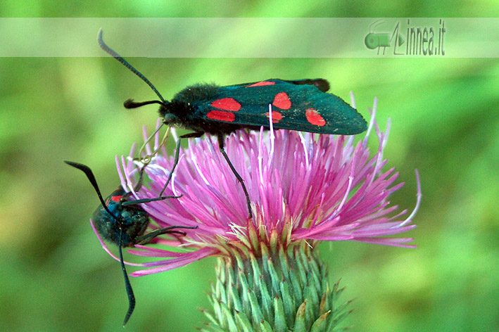 Zygaena lonicerae