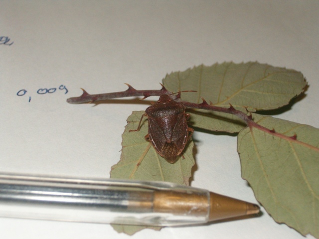 Dubbio chiarito: Palomena prasina