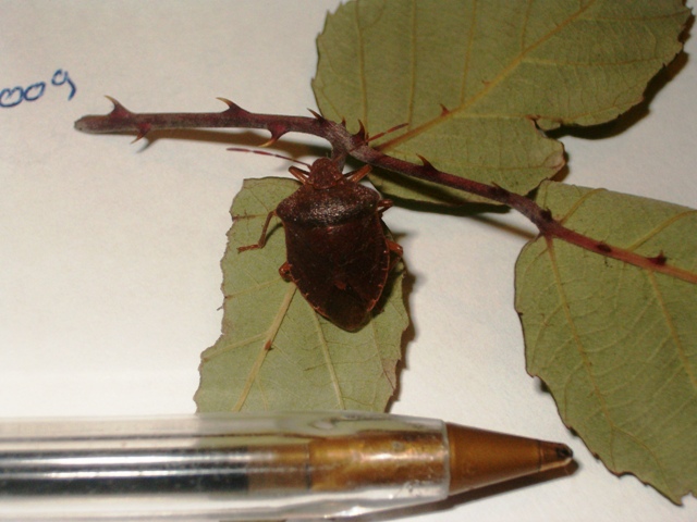 Dubbio chiarito: Palomena prasina