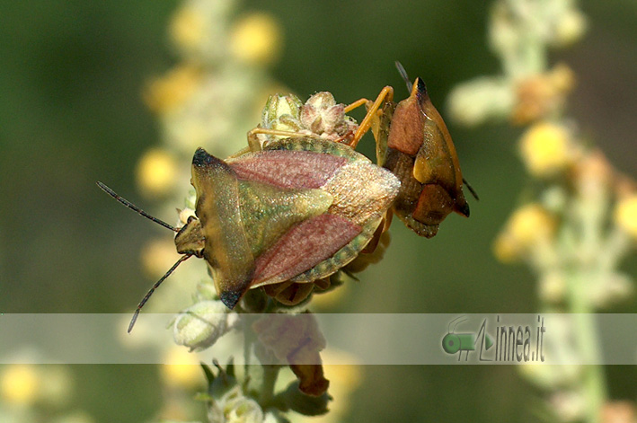 Carpocoris sp.