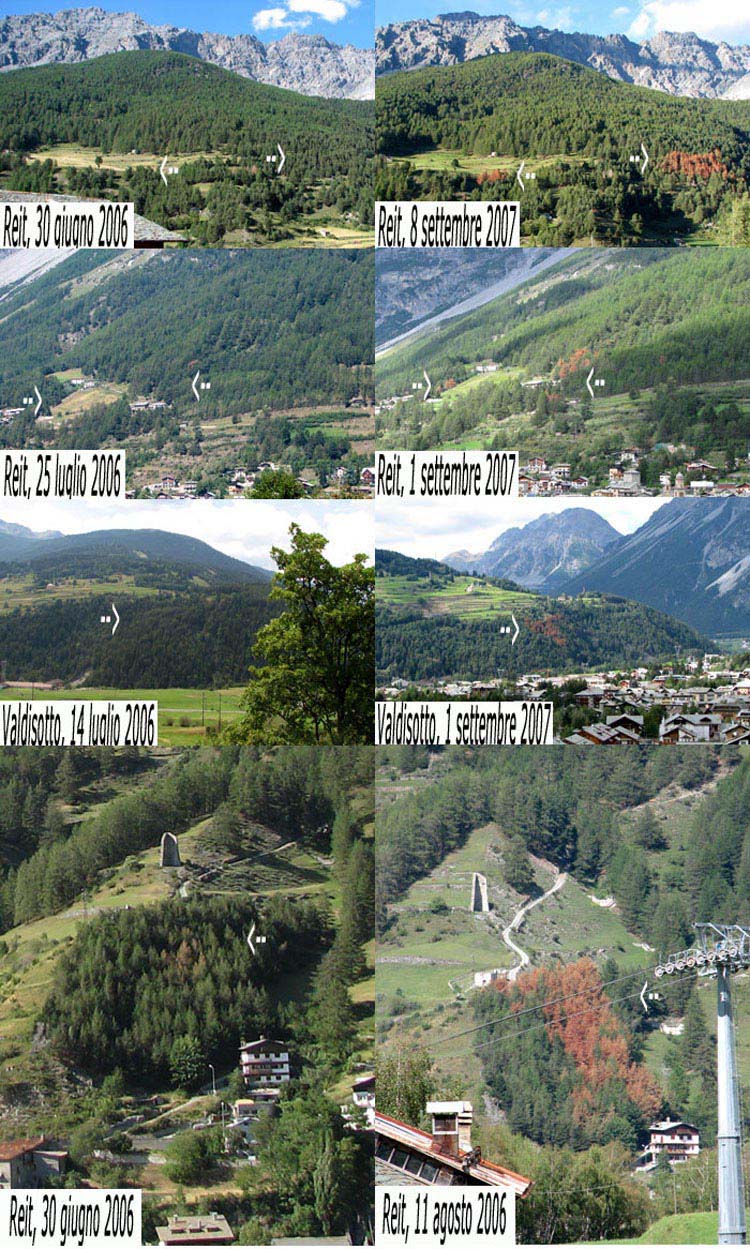 Ips acuminatus - Alta Valtellina