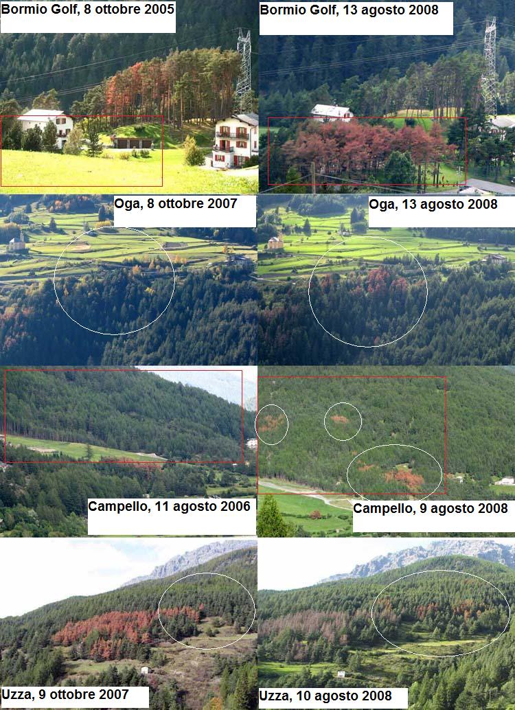 Ips acuminatus - Alta Valtellina