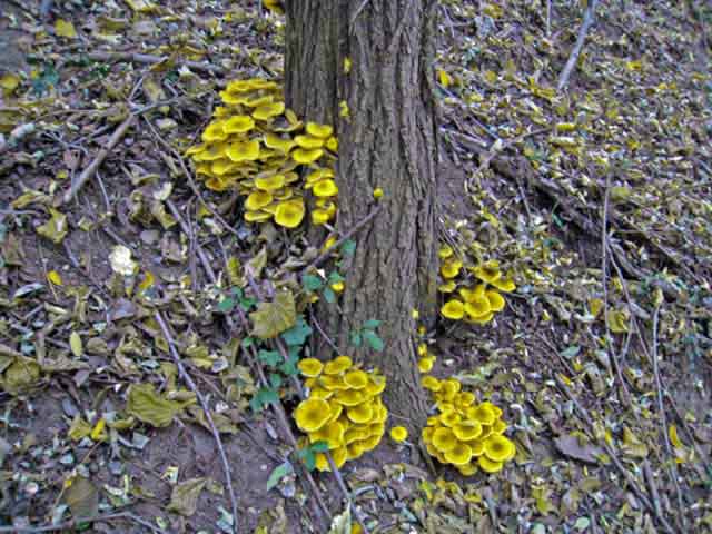 Le Cordyceps