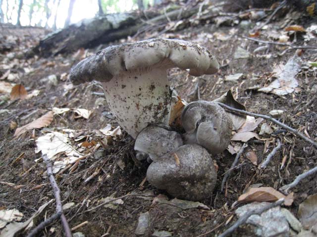 Ritrovamenti di fine settembre