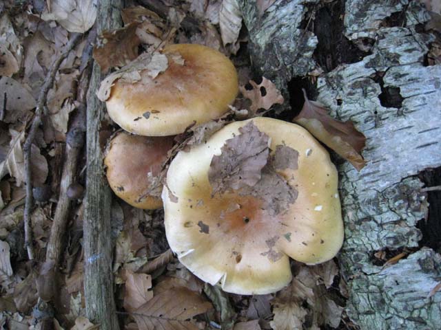 Ritrovamenti di fine settembre