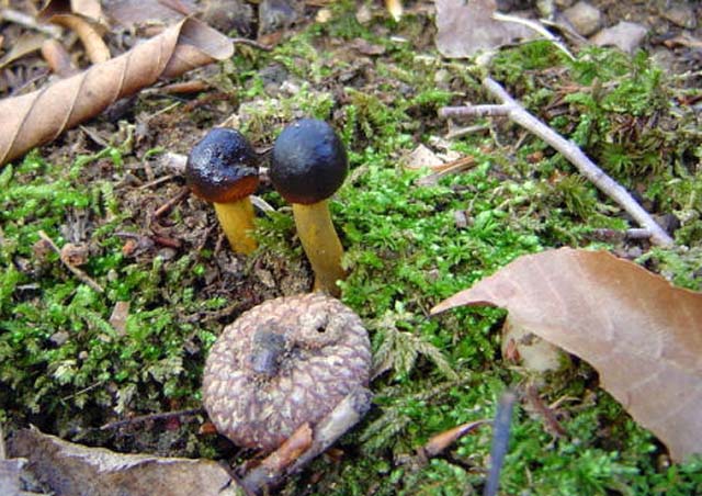 Le Cordyceps