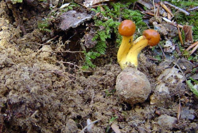 Le Cordyceps