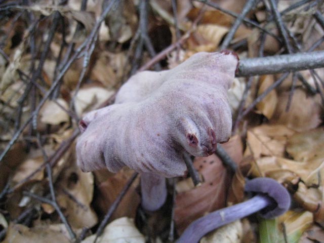 Ritrovamenti di fine settembre