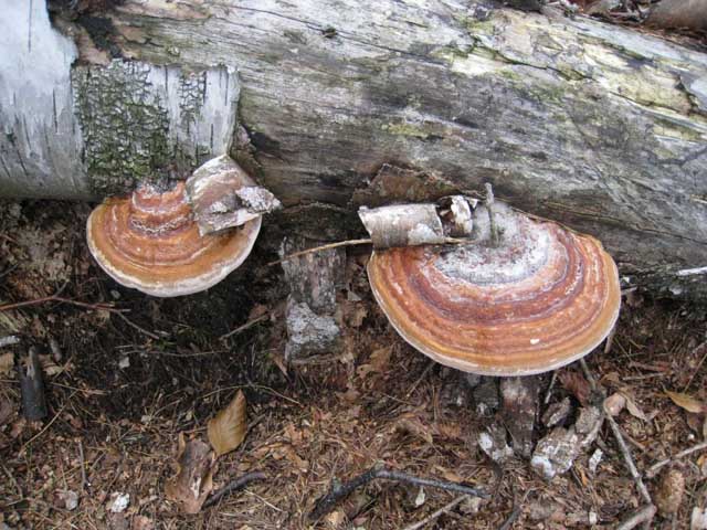 Ritrovamenti di fine settembre