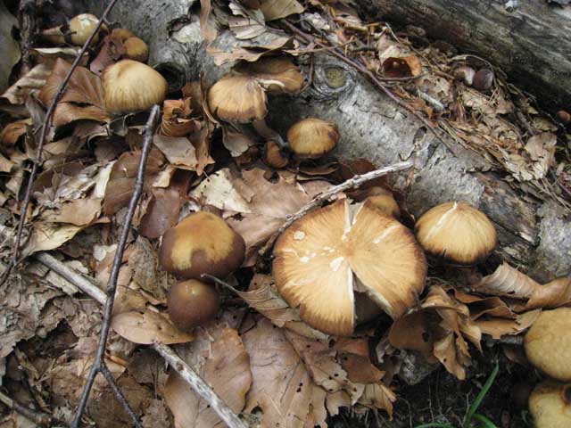 Ritrovamenti di fine settembre