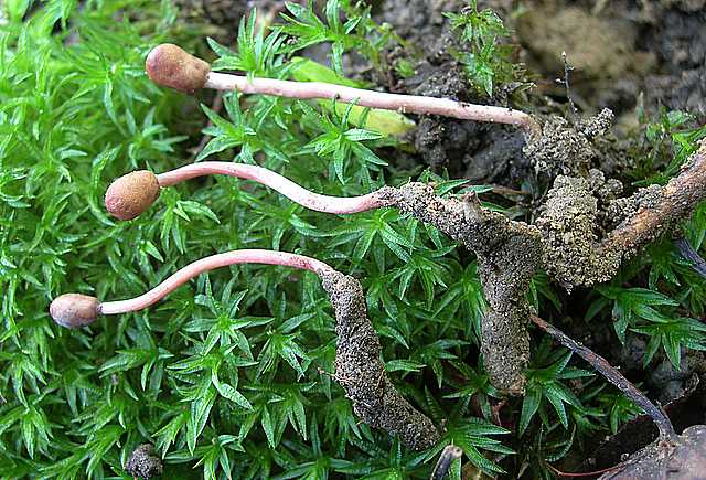 Le Cordyceps