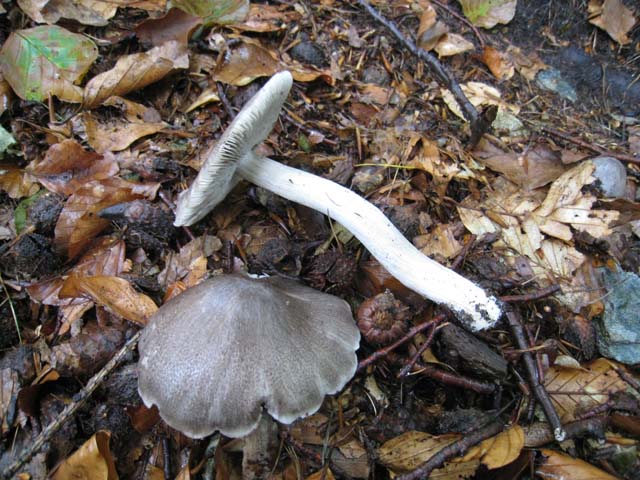 Ritrovamenti di fine settembre