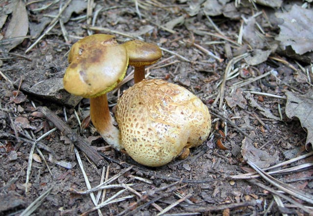 Le Cordyceps