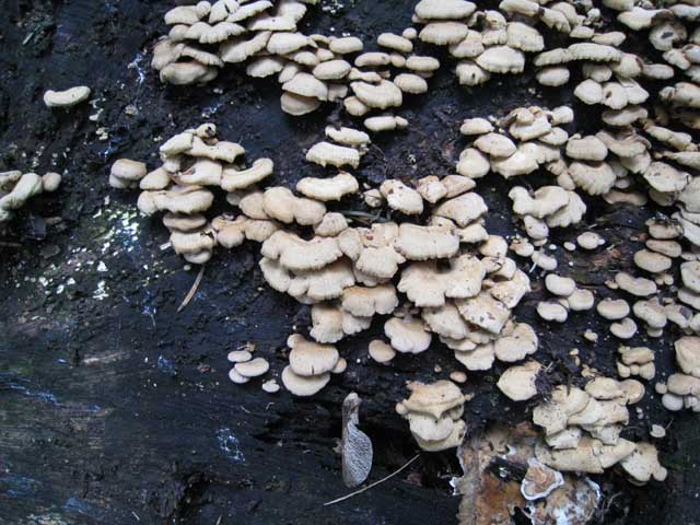 Ritrovamenti di fine settembre