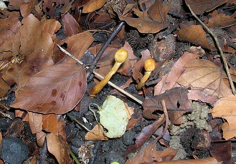 Le Cordyceps