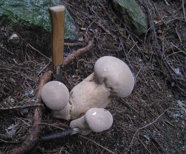Calvatia