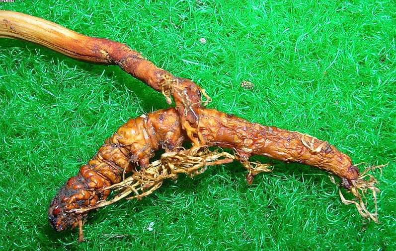 Le Cordyceps