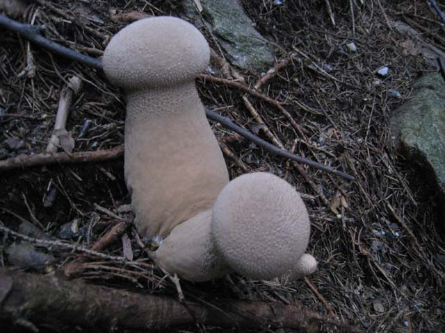 Ritrovamenti di fine settembre