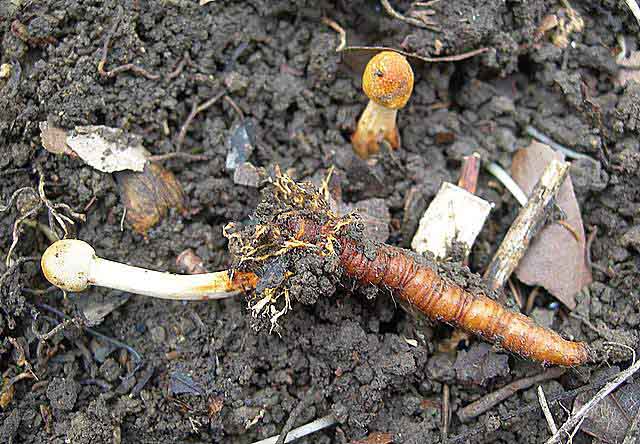 Le Cordyceps