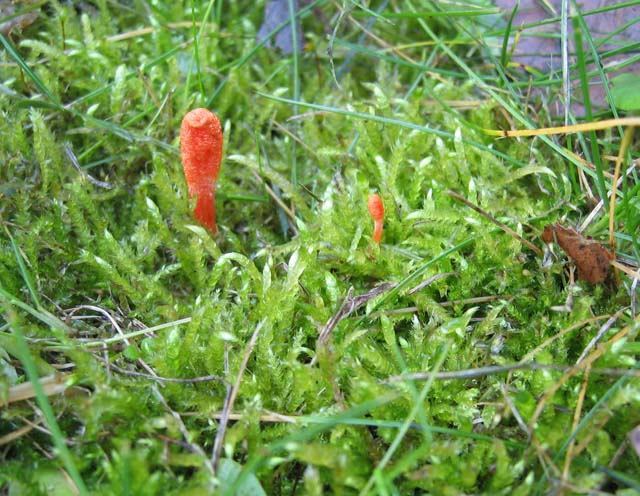 Le Cordyceps