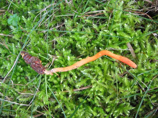 Le Cordyceps