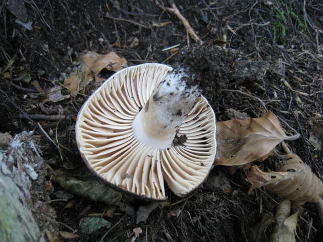 Ritrovamenti di fine settembre