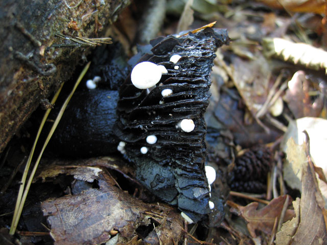 Le Cordyceps