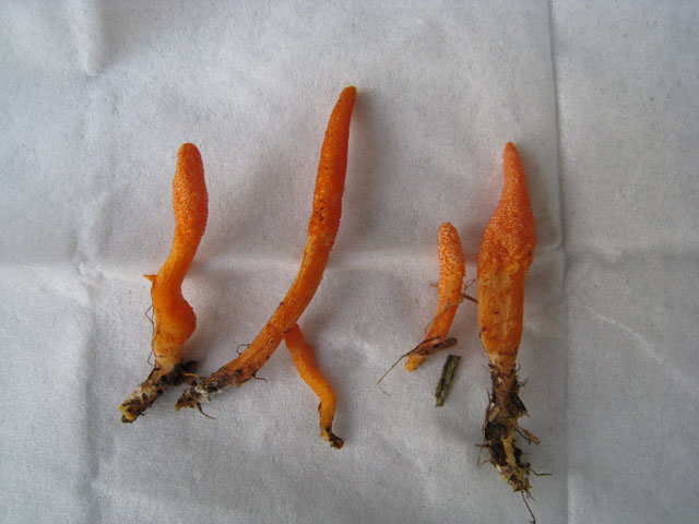 Le Cordyceps