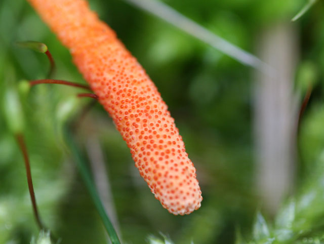 Le Cordyceps