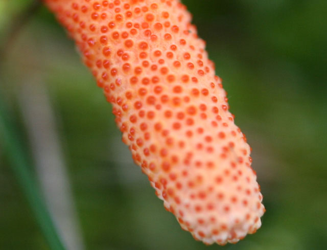 Le Cordyceps