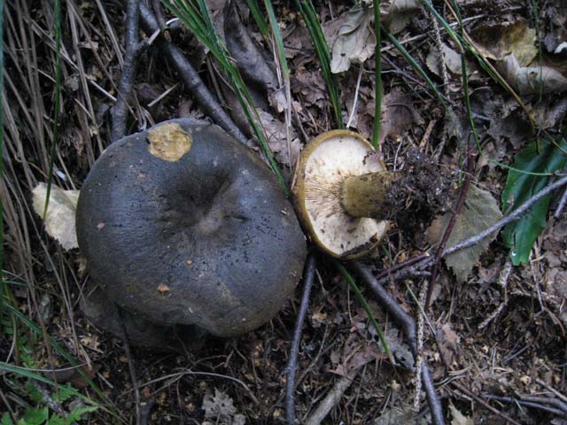 Ritrovamenti di fine settembre