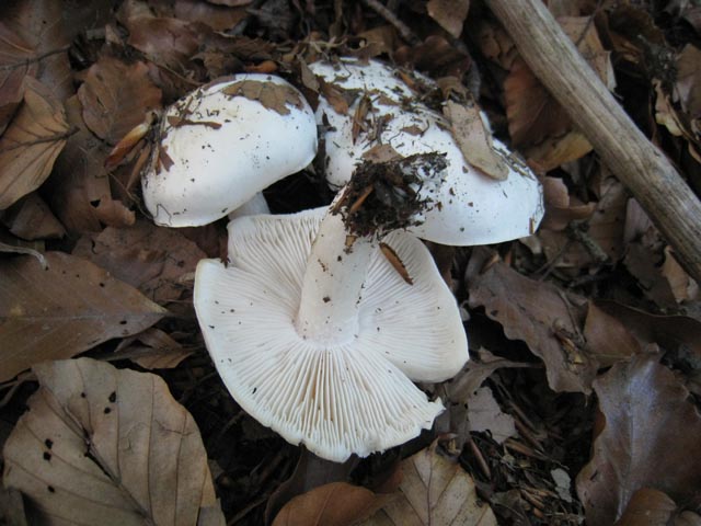 Ritrovamenti di fine settembre