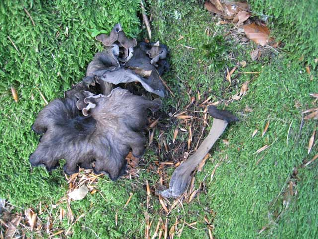 Ritrovamenti di fine settembre