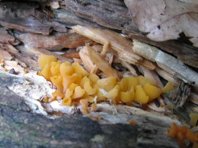 Ritrovamenti di fine settembre