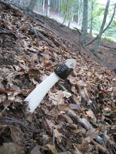 Ritrovamenti di fine settembre