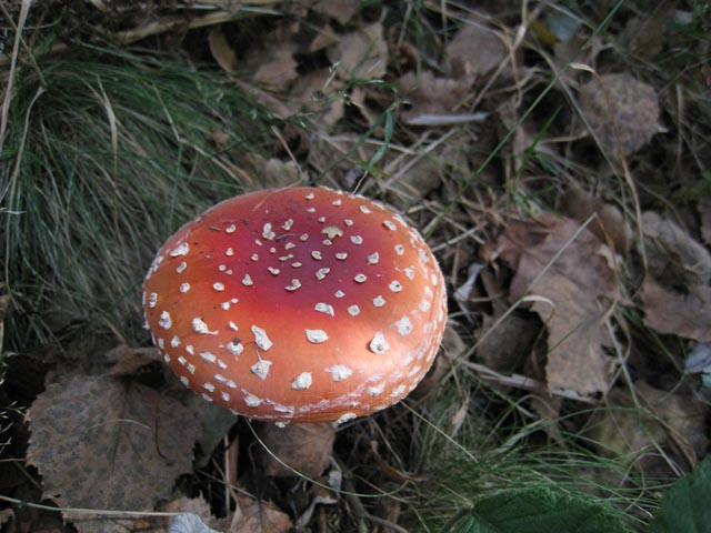 Ritrovamenti di fine settembre