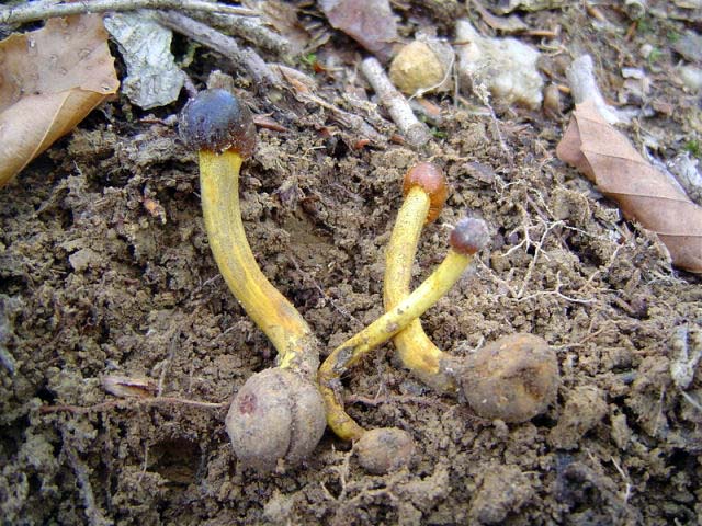 Le Cordyceps