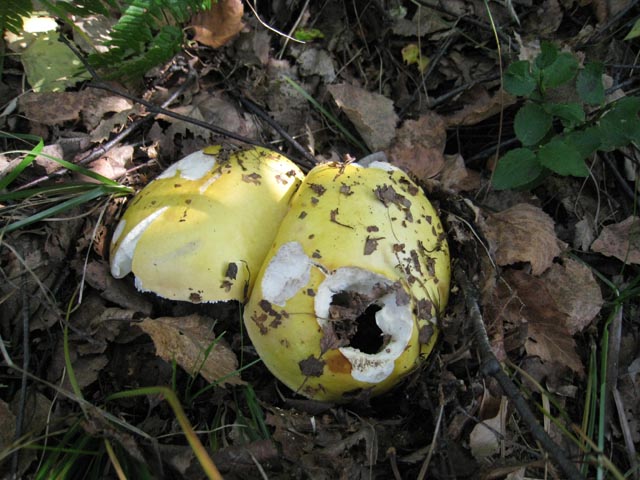 Ritrovamenti di fine settembre