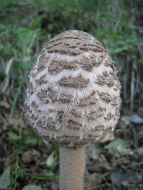 Ritrovamenti di fine settembre