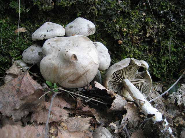 Ritrovamenti di fine settembre