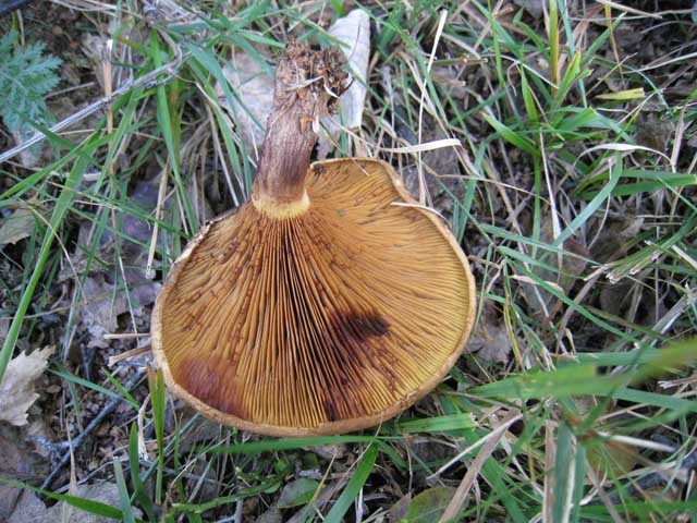 Ritrovamenti di fine settembre