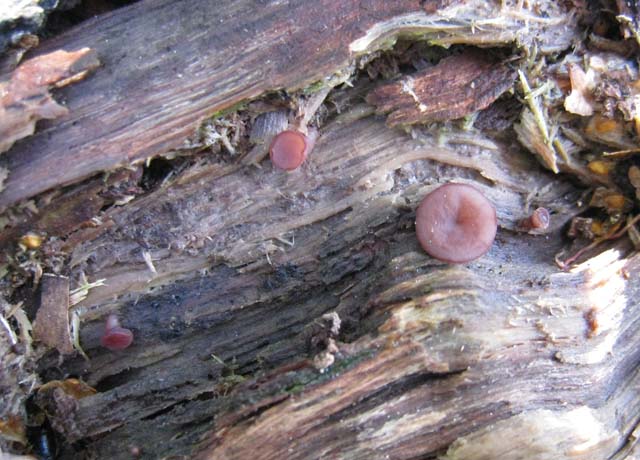 Ritrovamenti di fine settembre