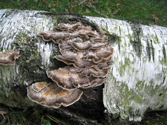 Ritrovamenti di fine settembre